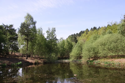 Cannock Chase